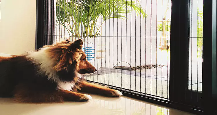 Sliding Screen Pet Door Repair in Daly City, CA