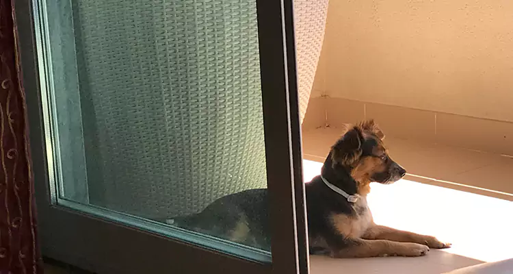 French Door Pet Screen Repair in Daly City, CA